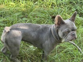 Weibliche Französische Bulldogge
