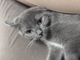 6 Monate alte Geschwisterkitten suchen neues zuhause.