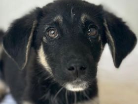 Elina, geb. ca. 03/2026, lebt in GRIECHENLAND, im städt. Tierheim Serres