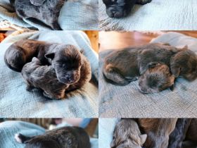 American Staffordshire Terrier Welpen