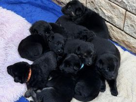 Schäferhund Welpen Mix