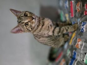 Süßes Bengal-Mix Mädchen...