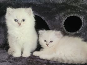 Britisch Langhaar Kitten