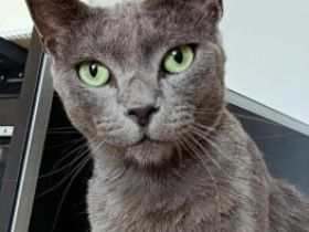 Delphi, FIV positiv