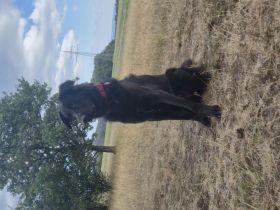Altdeutscher Hütehund in gute Hände abzugeben