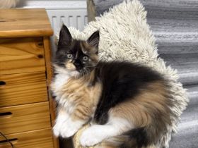 🐾 Maine-Coon-Kitten suchen ihr Traumzuhause ❤️