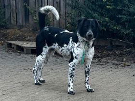 Traumhund Thommy