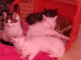 Wundersxhöne Maine-Coon-Kitten suchen ein liebesvolle Zuhause