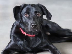 Juna in 56472 Fehl-Ritzhausen sucht ihr Für-immer-Zuhause