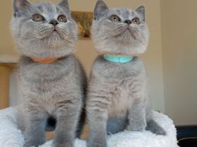 BKH-Kitten in blue und blue-weiß ( Stammbaum)!