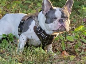 Französische Bulldogge Sam – charmanter Deckrüde sucht passende Hündin