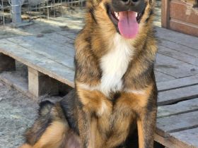 Kato sucht sein Für-immer-Zuhause