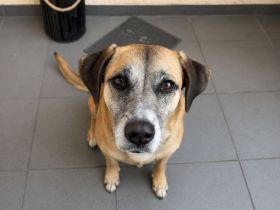 Neues Zuhause gesucht für Ioona