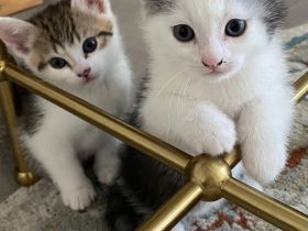 BKH Mix Kitten