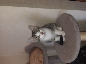 Kätzchen Kitten
