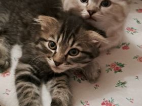 Katze