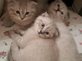 Katze