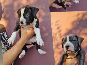 American bully xl Welpen suchen ihr liebevolles Zuhause