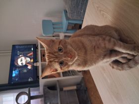 Kater sucht Familie