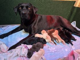 Labrador welpen