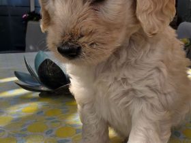 Goldendoodle F1b
