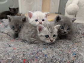 BKH Kitten Mix