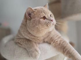 🐾 Balou von den Schneebärchen - BKH Kater - Internationaler Champion sucht sein Zuhause ❤️