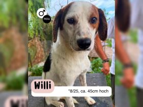 WILLI möchte die Welt entdecken