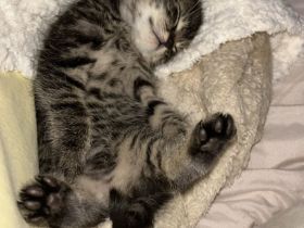 Kleiner Kater sucht liebevolles Zuhause