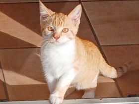 Rot weisser Kater