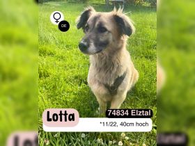 LOTTA - sucht ein erfahrenes Zuhause