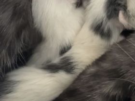 4 süße Kitten suchen liebevolles Zuhause