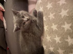Zuckersüße BKH-Kitten bald auszugsbereit