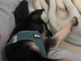 Liebevoller Welpe sucht sein Für-immer-Zuhause ❤️