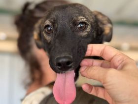 Lena und Luna - auf der Suche nach einem (getrennten) warmen Plätzchen, 1J, 34cm
