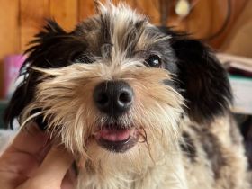 Peggy, wer teilt mit einer kleinen, neugierigen und verspielten Hündin seine Abenteuer? 1J, 18cm