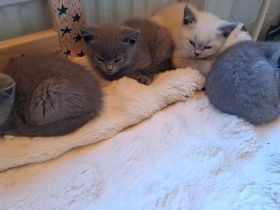 BKH kitten