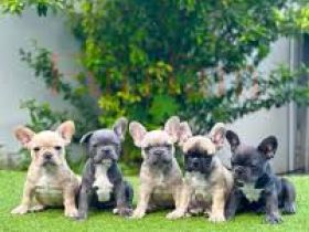 Wunderschöne Französische Bulldoggen-Welpen