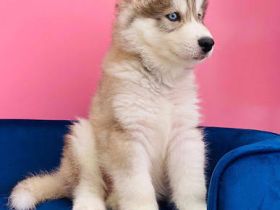 Siberian-Husky-Welpen