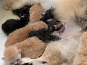 Sibirische Kitten mit Stammbaum