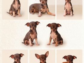 Chihuahua Welpen abzugeben – gesund, geimpft & gechipt (Schoko, Blue, Black Tan)