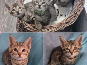 Wunderschöne Bengal-Siam Mix
