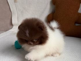 Schokoladenfarbene Pomeranian-Welpen