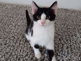 ❤️❤️❤️Maine Coon Mix Kitten Kater ❤️❤️❤️