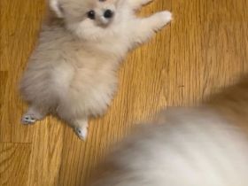 Reinrassige Pomeranian Zwergspitz welpen