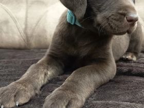 Labradorwelpen zu verkaufen