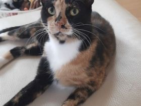 Bengalmischling