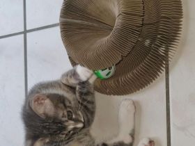 Kater Abzugeben