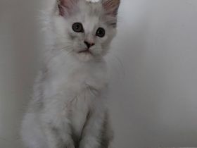 Maine Coon Kitten black silver tortie chinchilla