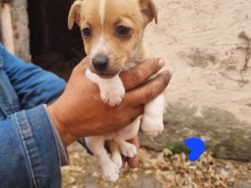 6 süße Jack Russell Terrier Welpen zu verkaufen